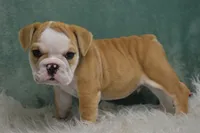 Otis , a male English Bulldog for sale in Apple Creek, OH – 2 of 7