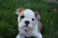 Zara, a female English Bulldog for sale in Apple Creek, OH – 4 of 5