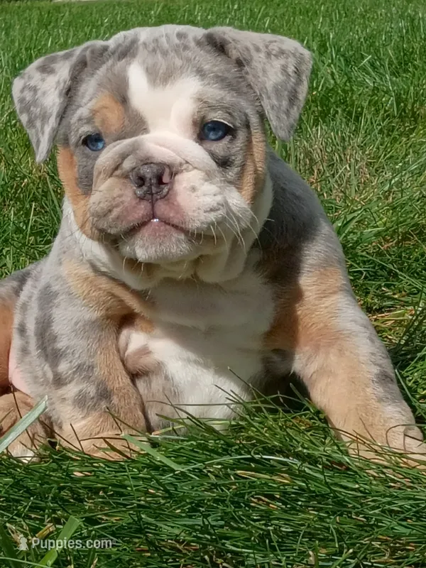 Pebbles  – English Bulldog puppy for sale in Apple Creek, OH