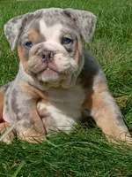 Pebbles , a female English Bulldog for sale in Apple Creek, OH – 1 of 6