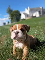 Autumn , a female English Bulldog for sale in Apple Creek, OH – 2 of 6