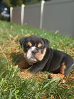 Tank, a male English Bulldog for sale in Apple Creek, OH – 4 of 7
