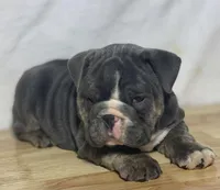 Fiona, a female English Bulldog for sale in Apple Creek, OH – 5 of 5
