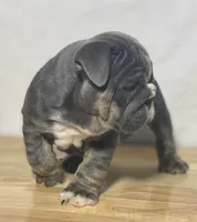 Fiona, a female English Bulldog for sale in Apple Creek, OH – 2 of 5