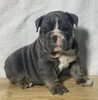 Fiona, a female English Bulldog for sale in Apple Creek, OH – 1 of 5