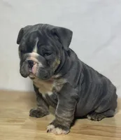 Fiona, a female English Bulldog for sale in Apple Creek, OH – 4 of 5