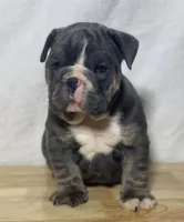 Fiona, a female English Bulldog for sale in Apple Creek, OH – 3 of 5