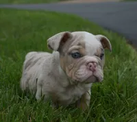Henry , a male English Bulldog for sale in Apple Creek, OH – 3 of 4