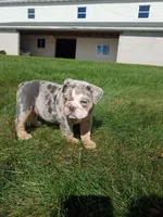 Pebbles , a female English Bulldog for sale in Apple Creek, OH – 4 of 6