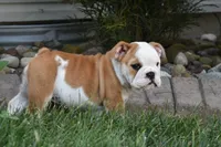 Zara, a female English Bulldog for sale in Apple Creek, OH – 5 of 5