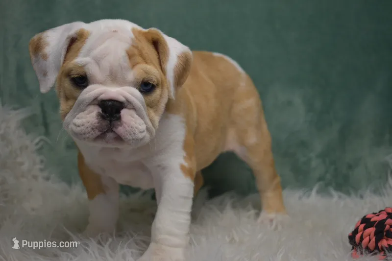 Maggie  – English Bulldog puppy for sale in Apple Creek, OH