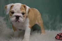 Maggie , a female English Bulldog for sale in Apple Creek, OH – 1 of 5