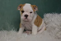 Zara, a female English Bulldog for sale in Apple Creek, OH – 2 of 5