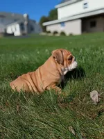 Autumn , a female English Bulldog for sale in Apple Creek, OH – 4 of 6