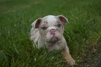 Henry , a male English Bulldog for sale in Apple Creek, OH – 2 of 4