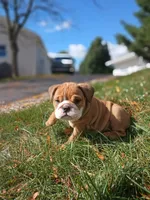 Darla, a female English Bulldog for sale in Apple Creek, OH – 4 of 6