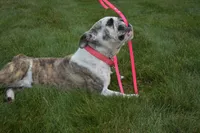 Allie, a female English Bulldog and Beagle for sale in Apple Creek, OH – 3 of 3