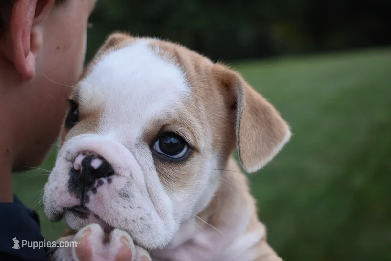 Otis  – English Bulldog puppy for sale in Apple Creek, OH