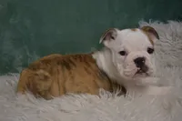 Winnie , a female English Bulldog for sale in Apple Creek, OH – 5 of 5