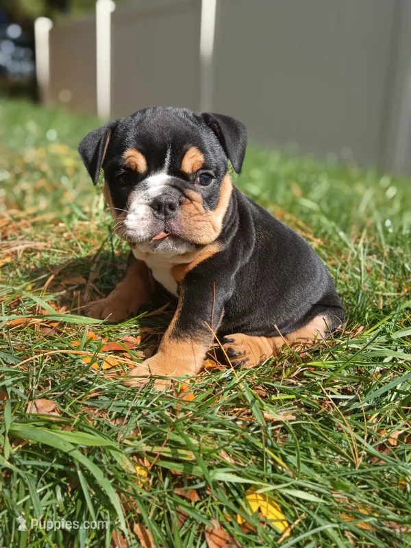 Tank – English Bulldog puppy for sale in Apple Creek, OH
