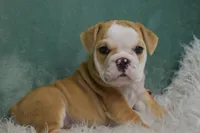Otis , a male English Bulldog for sale in Apple Creek, OH – 5 of 7