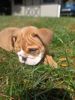 Darla, a female English Bulldog for sale in Apple Creek, OH – 5 of 6