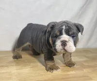 Duke, a male English Bulldog for sale in Apple Creek, OH – 2 of 6