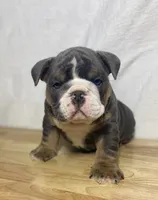 Duke, a male English Bulldog for sale in Apple Creek, OH – 4 of 6