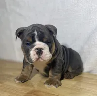 Duke, a male English Bulldog for sale in Apple Creek, OH – 6 of 6