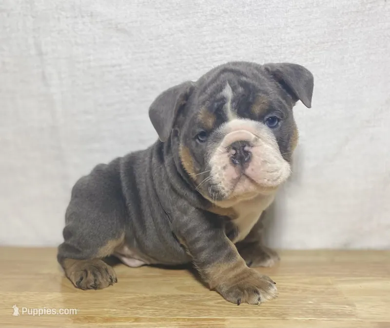 Duke – English Bulldog puppy for sale in Apple Creek, OH