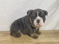 Duke, a male English Bulldog for sale in Apple Creek, OH – 5 of 6