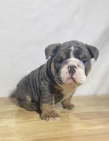 Duke, a male English Bulldog for sale in Apple Creek, OH – 3 of 6
