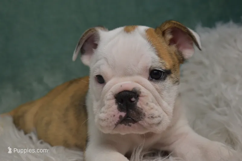 Winnie  – English Bulldog puppy for sale in Apple Creek, OH