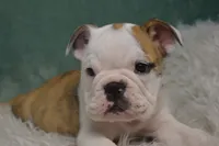 Winnie , a female English Bulldog for sale in Apple Creek, OH – 1 of 5