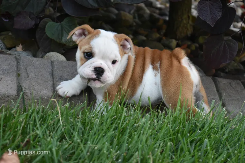Zara – English Bulldog puppy for sale in Apple Creek, OH