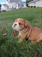 Autumn , a female English Bulldog for sale in Apple Creek, OH – 3 of 6