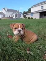 Autumn , a female English Bulldog for sale in Apple Creek, OH – 5 of 6