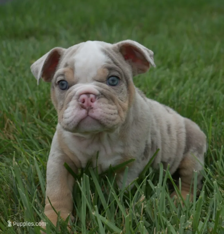 Henry  – English Bulldog puppy for sale in Apple Creek, OH