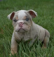 Henry , a male English Bulldog for sale in Apple Creek, OH – 1 of 4