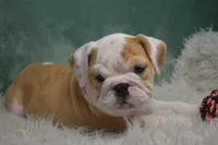 Maggie , a female English Bulldog for sale in Apple Creek, OH – 3 of 5