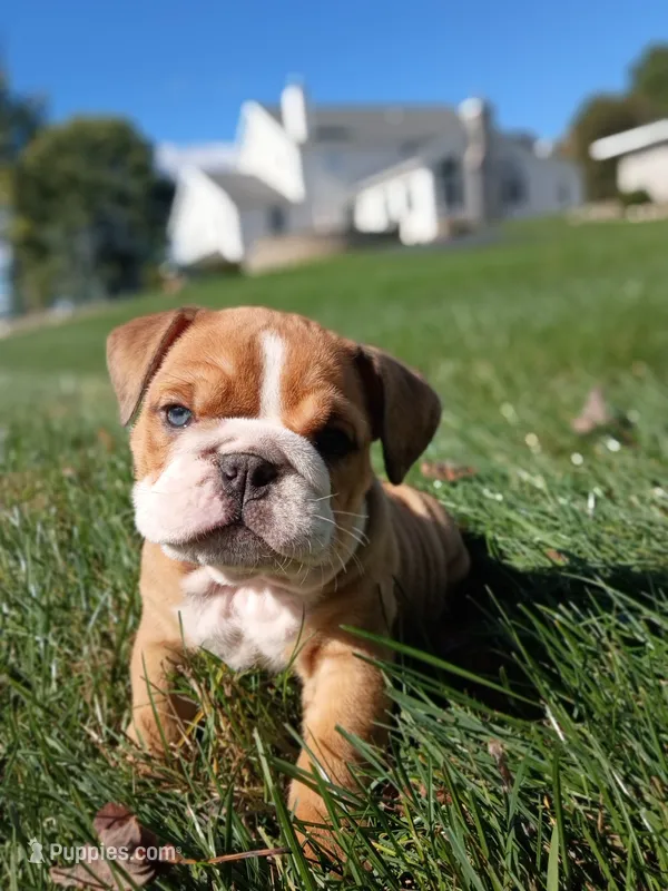 Autumn  – English Bulldog puppy for sale in Apple Creek, OH