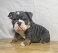 Ranger, a male English Bulldog for sale in Apple Creek, OH – 5 of 6