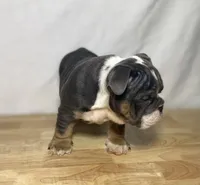 Ranger, a male English Bulldog for sale in Apple Creek, OH – 4 of 6