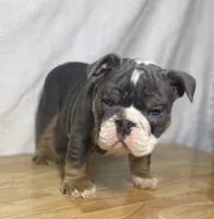 Ranger, a male English Bulldog for sale in Apple Creek, OH – 6 of 6