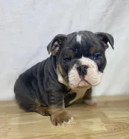 Ranger, a male English Bulldog for sale in Apple Creek, OH – 3 of 6
