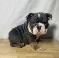 Ranger, a male English Bulldog for sale in Apple Creek, OH – 1 of 6