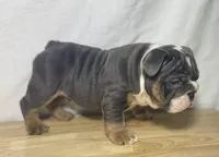 Ranger, a male English Bulldog for sale in Apple Creek, OH – 2 of 6