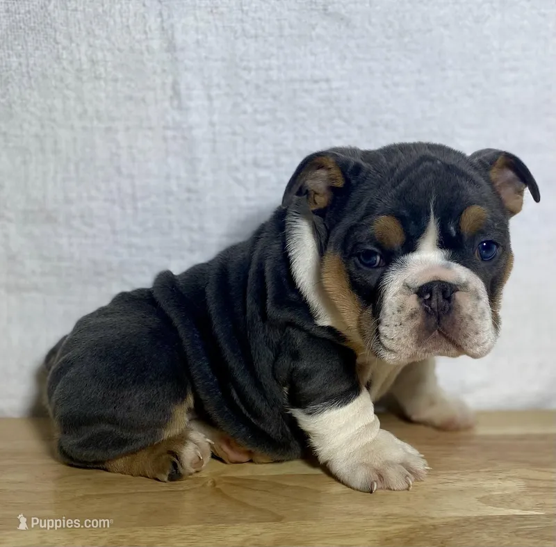 Winnie – English Bulldog puppy for sale in Apple Creek, OH