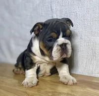 Winnie, a female English Bulldog for sale in Apple Creek, OH – 2 of 4
