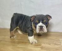 Winnie, a female English Bulldog for sale in Apple Creek, OH – 4 of 4